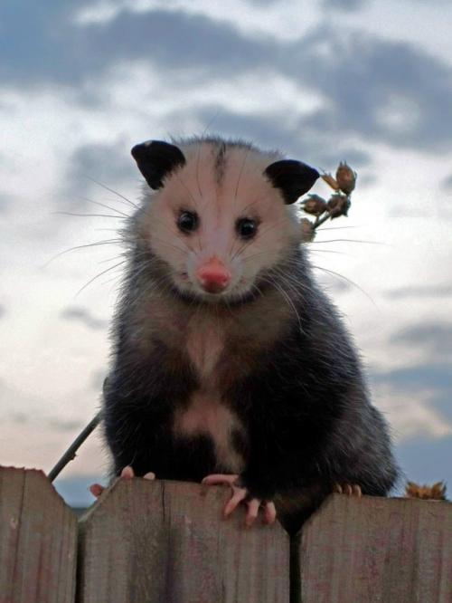 Опоссум - это вовсе не странный зверёк, которого стоит бояться, а один из самых полезных Соседей в дикой природе. 01