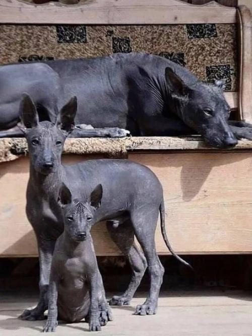 Ксолоитцкуи нтли - одна из самых древних пород на Земле. 03