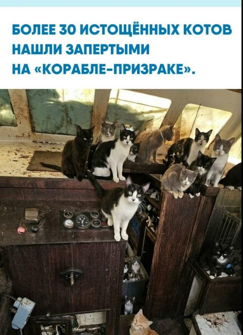 Необычную Находку сделали полицейские в американской такоме: на заброшенном судне без людей находились десятки напуганных кошек и котят.  