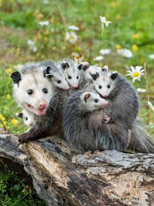 Опоссум - это вовсе не странный зверёк, которого стоит бояться, а один из самых полезных Соседей в дикой природе.