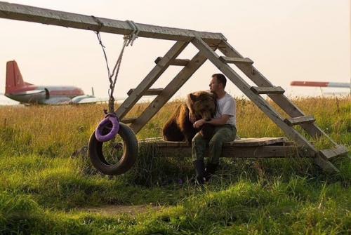 Медвежонок пришел на аэродром, его накормили пилоты и решили приютить. 06