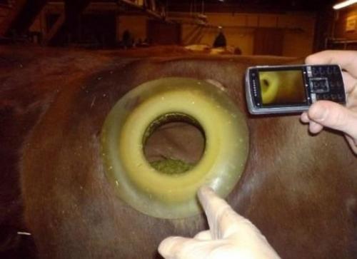 Дырка в животе. Коровий свищ - огромные дырки в животе коровы.