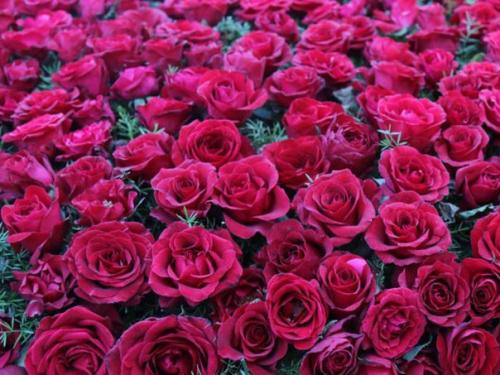 Удивительные запреты разных стран. 06