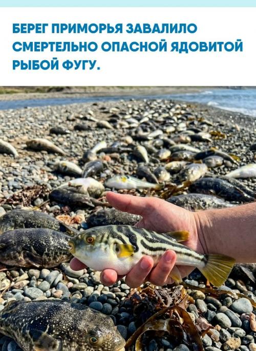 На побережье в устье реки партизанской отдыхающие наткнулись на жуткое зрелище из десятков умирающих и уже гниющих ядовитых рыб.  