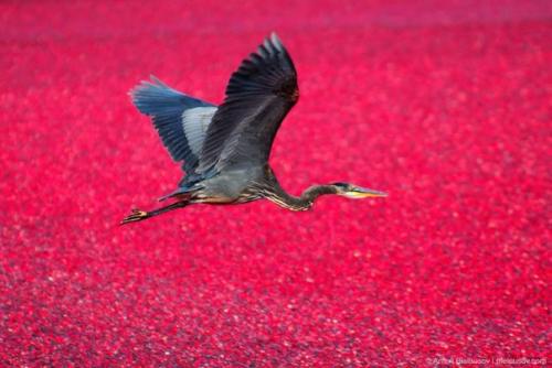 Сбор урожая клюквы в Канаде. 06