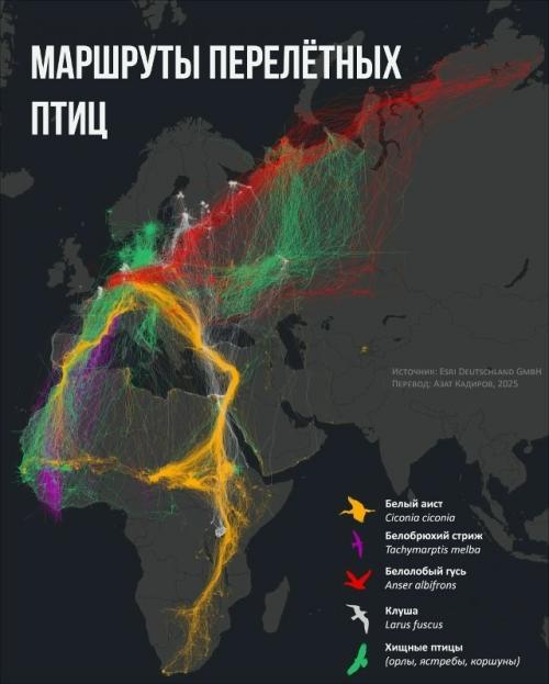 У птиц есть не только путь, но и цель.