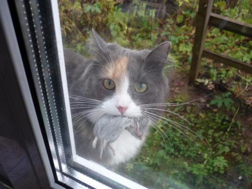 Как вежливо отказаться от принесенной кошкой мышки, чтобы не обидеть.