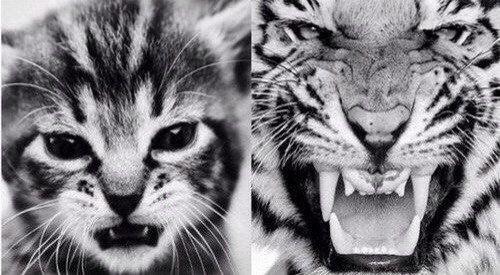 Как грамотно реагировать на оскорбления?