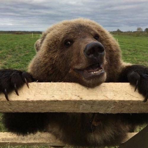 Медвежонок пришел на аэродром, его накормили пилоты и решили приютить. 03