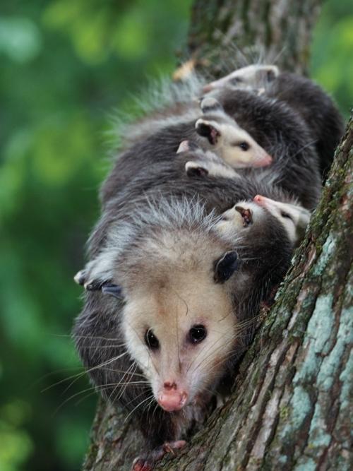 Опоссум - это вовсе не странный зверёк, которого стоит бояться, а один из самых полезных Соседей в дикой природе. 06