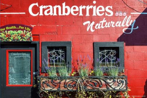 Сбор урожая клюквы в Канаде. 08