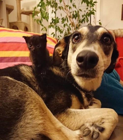 Важные новости из Италии: собаки по кличке луна и Джулио год за годом воспитывают брошенных котят. 02