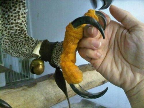 В случае если медоед - его величество владыка на земле, то венценосный орёл - его наместник в небе.