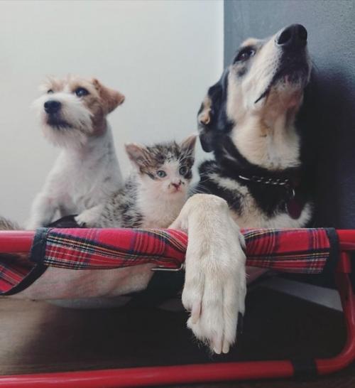 Важные новости из Италии: собаки по кличке луна и Джулио год за годом воспитывают брошенных котят. 08