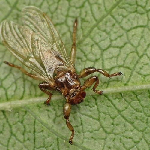 Специалисты рост активности насекомых в лесопарках столицы и Подмосковья отмечают. 01