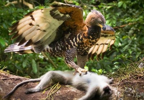 В случае если медоед - его величество владыка на земле, то венценосный орёл - его наместник в небе. 02