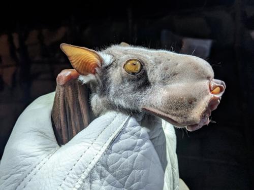 Молотоголовый крылан - самая крупная африканская летучая мышь (размах крыльев до 90 см. 01