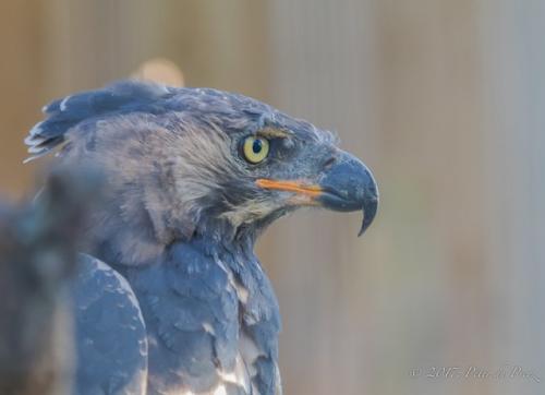 В случае если медоед - его величество владыка на земле, то венценосный орёл - его наместник в небе. 04