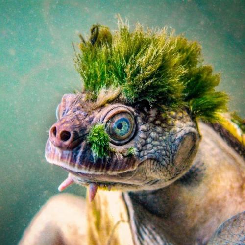 В Австралии существуют черепахи, способные дышать через клоаку, расширенную конечную часть задней кишки.