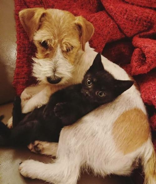 Важные новости из Италии: собаки по кличке луна и Джулио год за годом воспитывают брошенных котят. 06