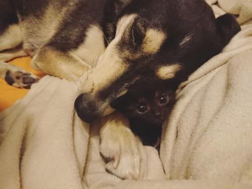 Важные новости из Италии: собаки по кличке луна и Джулио год за годом воспитывают брошенных котят. 03