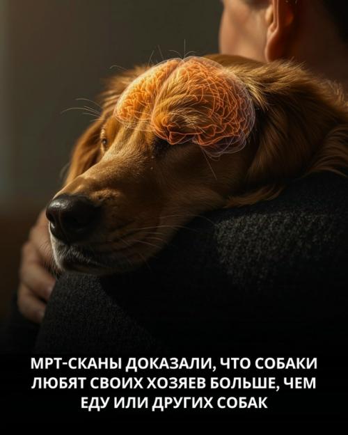 Учёные из университета эмори доказали, что собаки любят своих хозяев больше, чем еду.