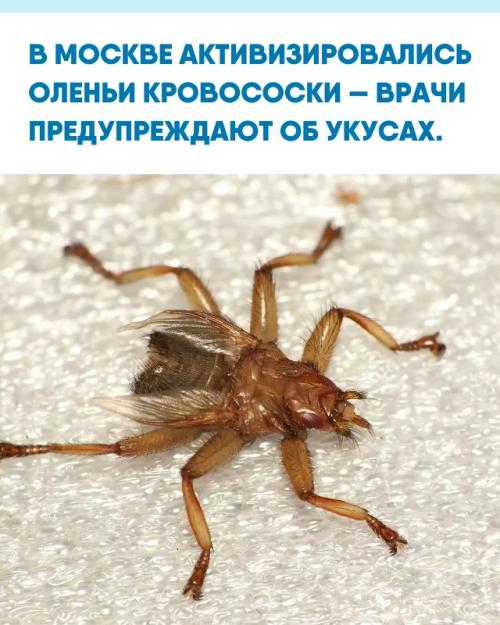 Специалисты рост активности насекомых в лесопарках столицы и Подмосковья отмечают.