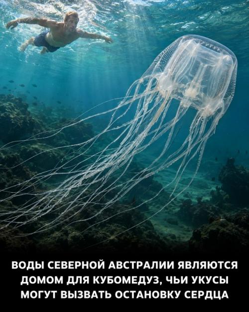 Австралия умеет превращать райский пейзаж в полосу препятствий. 01