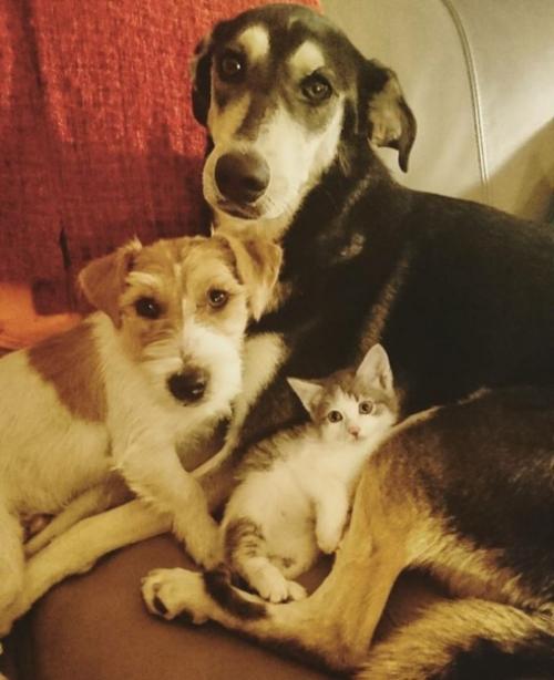 Важные новости из Италии: собаки по кличке луна и Джулио год за годом воспитывают брошенных котят. 07