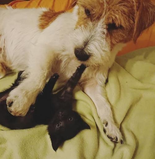 Важные новости из Италии: собаки по кличке луна и Джулио год за годом воспитывают брошенных котят. 01