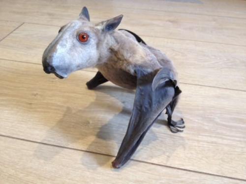 Молотоголовый крылан - самая крупная африканская летучая мышь (размах крыльев до 90 см. 02