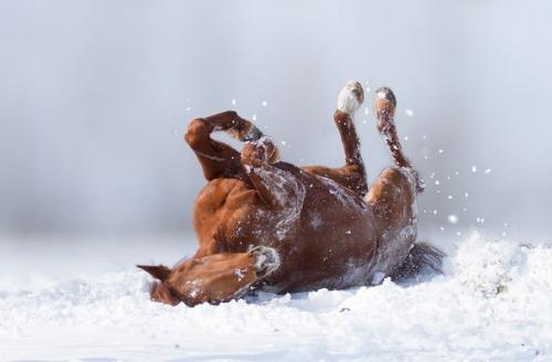 Пост восхищения лошадьми. 07