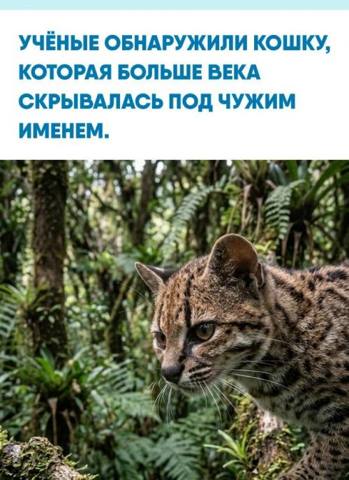 В туманных лесах Боливии обнаружили нового представителя семейства кошачьих, которого десятилетиями путали с другими видами.  
