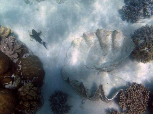 Большой барьерный риф - самый крупный коралловый риф в мире. 05