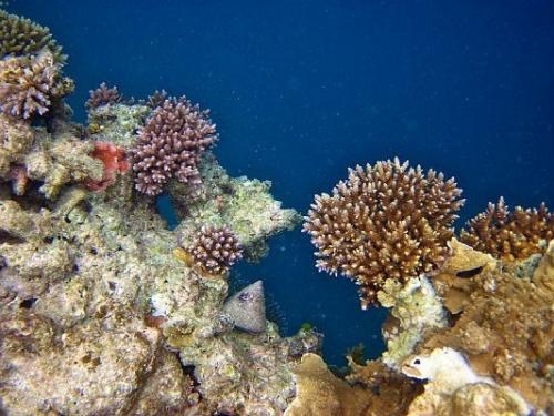 Большой барьерный риф - самый крупный коралловый риф в мире. 04