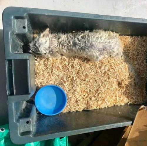 Рыбаки этого малыша прямо на айсберге нашли. 04