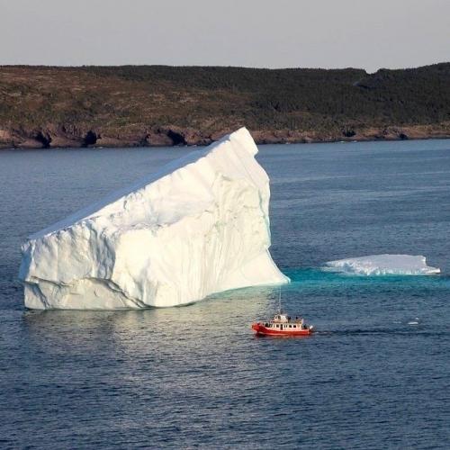 Рыбаки этого малыша прямо на айсберге нашли. 

