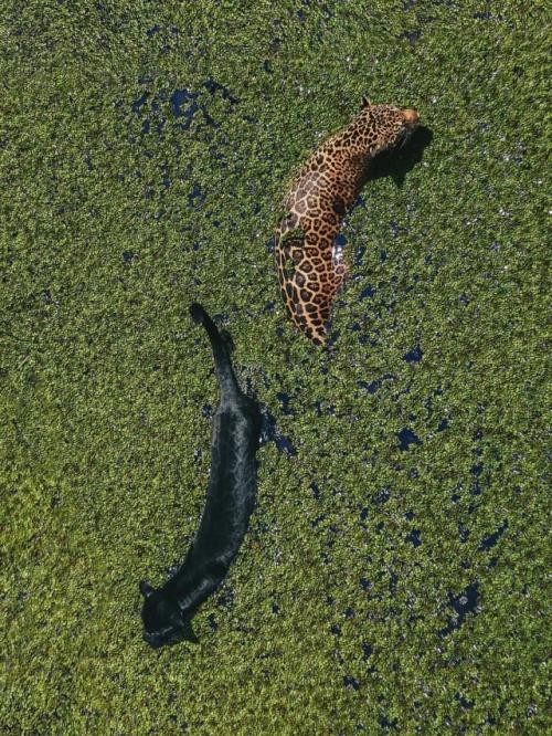 Фотограф сделал впечатляющий кадр с высоты, на котором изображены два ягуара, стоящие рядом в затопленном лесу возле Манауса в Бразилии.