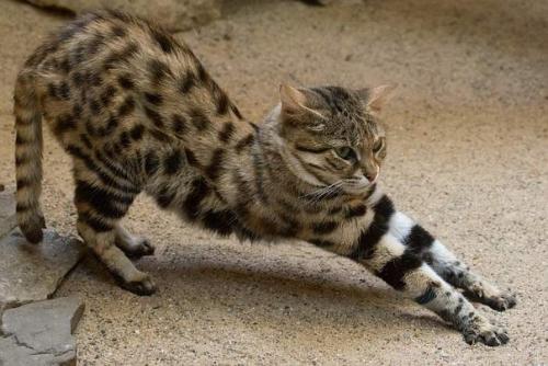 Это великолепное создание - самая маленькая дикая кошка в Африке! 01