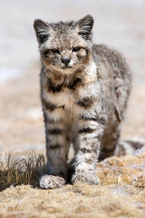 Андская кошка - самая редка и загадочная кошка в мире. 01