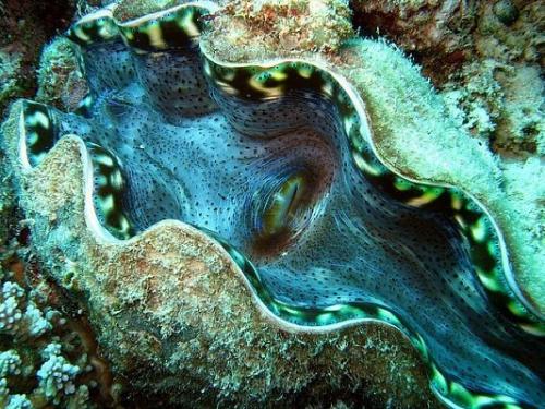 Большой барьерный риф - самый крупный коралловый риф в мире. 06