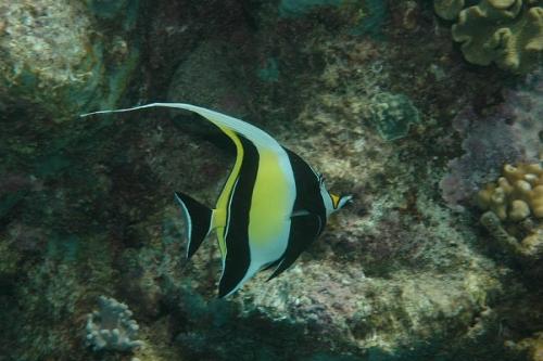 Большой барьерный риф - самый крупный коралловый риф в мире. 07