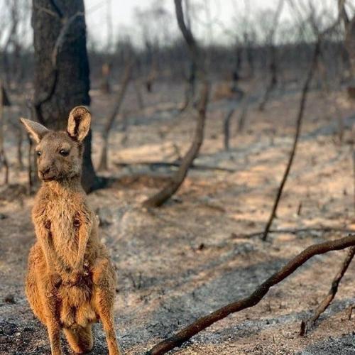 В Австралии начался сезон пожаров. 02