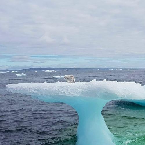 Рыбаки этого малыша прямо на айсберге нашли. 01