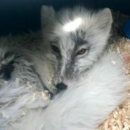 Рыбаки этого малыша прямо на айсберге нашли. 05