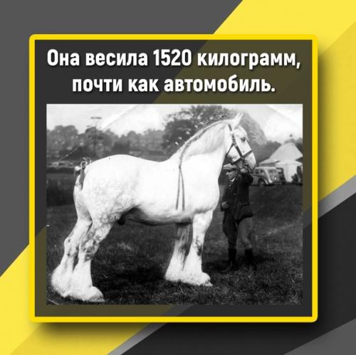 Видели когда-то большую лошадь? 01