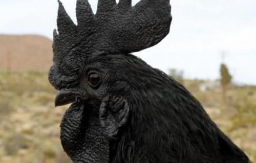 Редчайший вид кур из азии - Аям цемани! 03