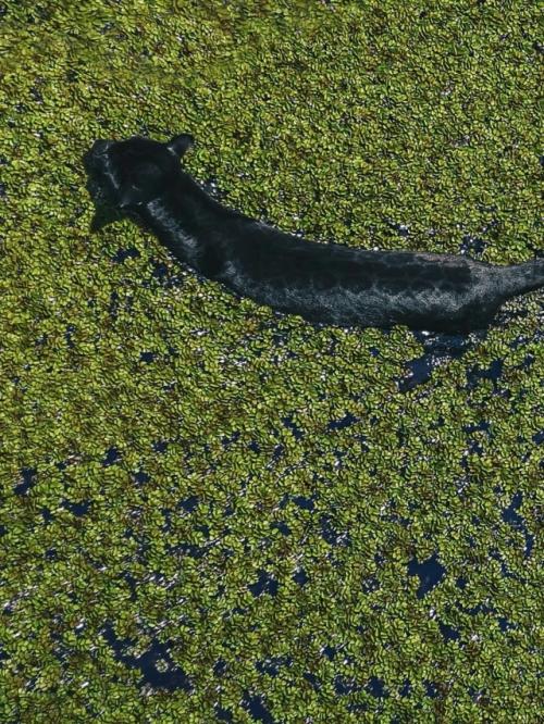 Фотограф сделал впечатляющий кадр с высоты, на котором изображены два ягуара, стоящие рядом в затопленном лесу возле Манауса в Бразилии. 02