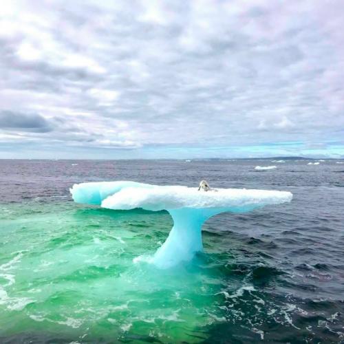 Рыбаки этого малыша прямо на айсберге нашли. 03