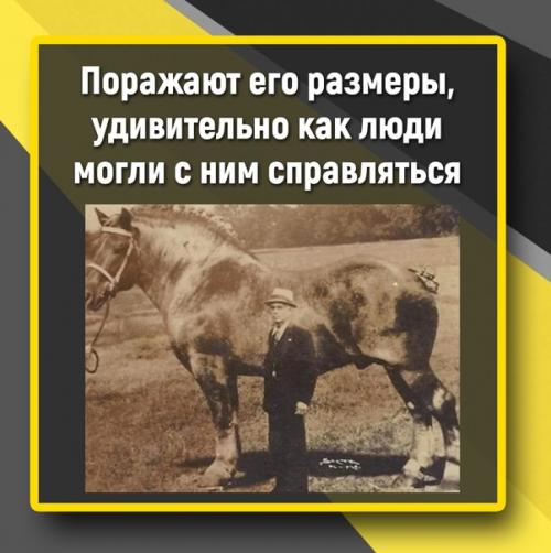 Видели когда-то большую лошадь? 02